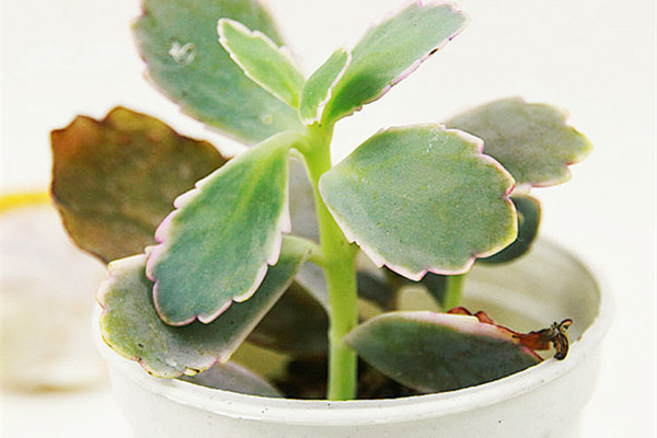 玉吊钟的水肥管理(玉吊钟叶子枯萎什么情况)