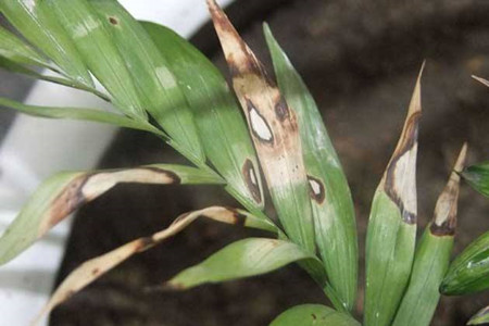 盆栽米竹的养殖方法和注意事项