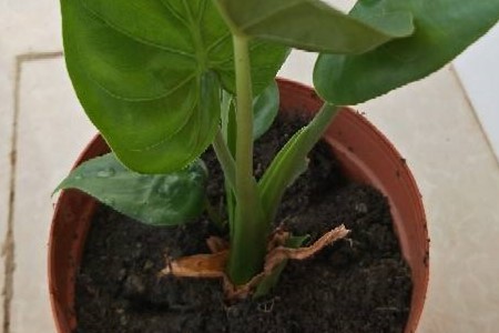 滴水观音怎样分株