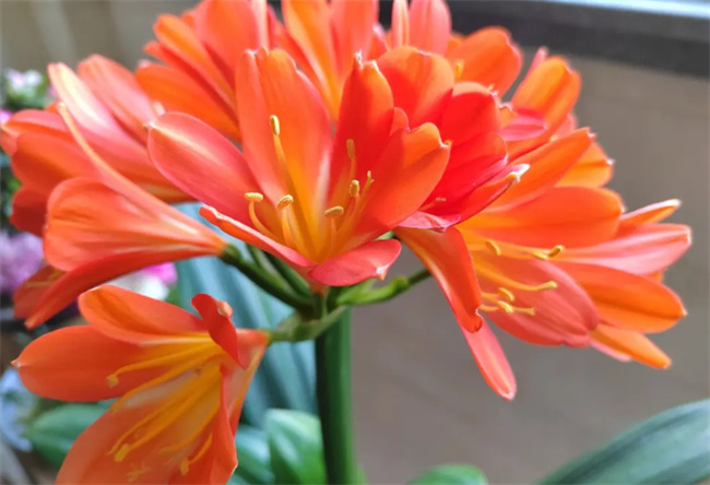 君子兰夹箭该怎么处理