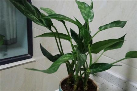 银皇后为什么会黄叶