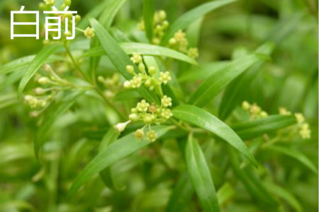 白薇是不是白前