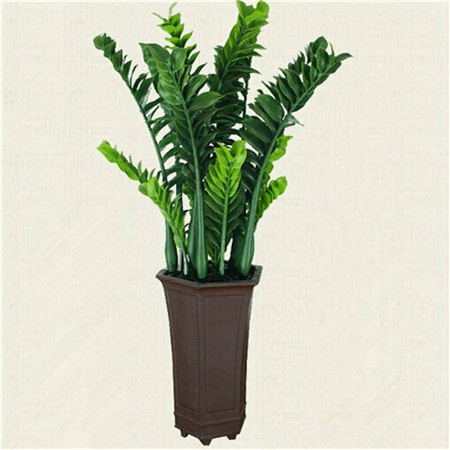 金钱树开花吗图片欣赏