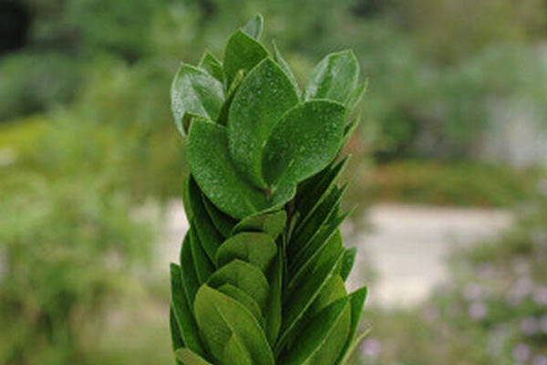 金钱树开花吗(金钱树开花吗图片欣赏)
