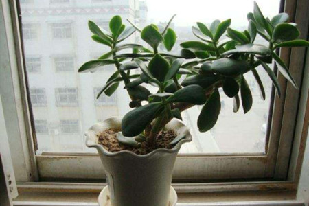 玉树和金枝玉叶能嫁接吗