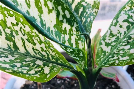 银皇后为什么会黄叶