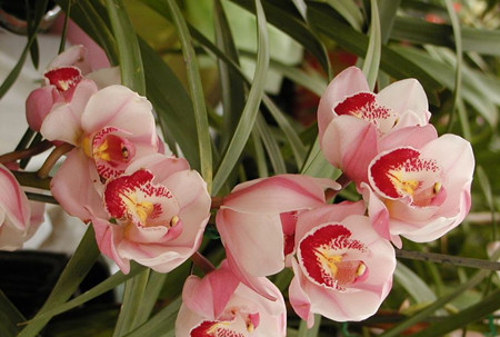 大花蕙兰叶子发黄发焦一碰就掉