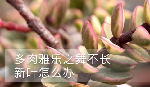 多肉雅乐之舞不长新叶是因为缺了“它”(雅乐之舞多肉怎么养)