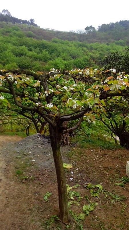 梨树的品种有哪些(梨树的品种有哪些名字)