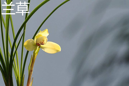 兰花和吊兰哪个好养啊