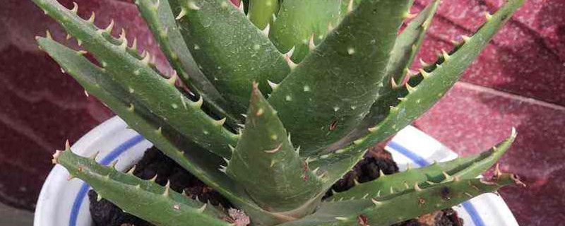 芦荟分株繁殖技术分株的时间(芦荟 分株)