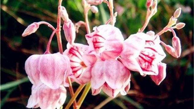 罗布麻的功效与作用(罗布麻片的功效与作用)