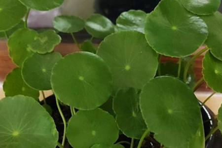 铜钱草什么季节种