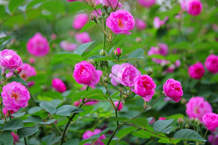 猛虎细嗅蔷薇的意思