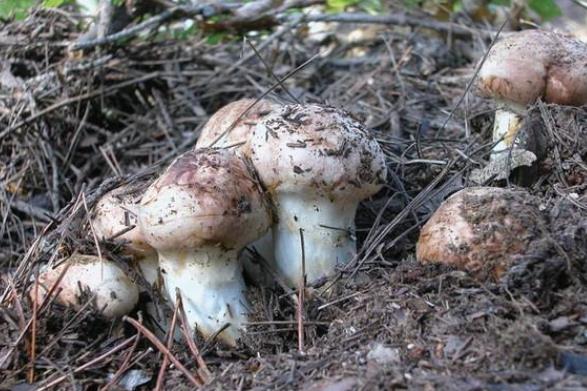 松茸为什么不能水洗新鲜松茸怎么清洗(松茸不洗直接放到冷藏可以吗)
