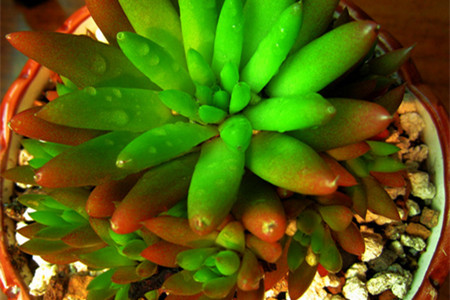 瓦松怎么养栽培