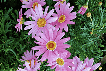 雏菊怎么养 盆栽