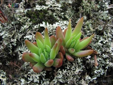 瓦松怎么养栽培