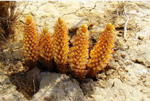 肉苁蓉每天用量多少合适肉苁蓉吃多了怎么办(肉苁蓉一天吃多少)