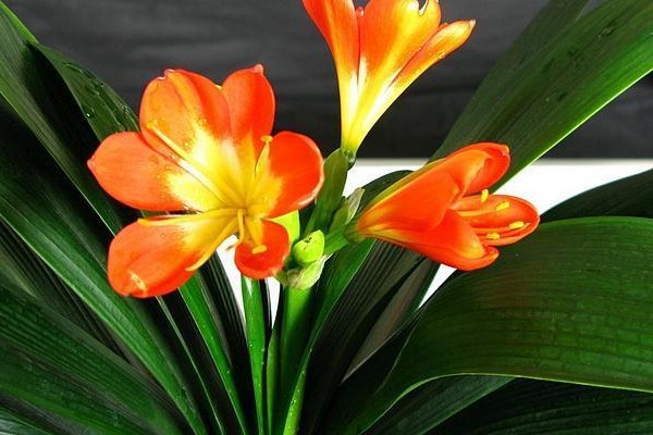 君子兰“夹箭”不要怕做好这几点花开的硬挺叶子还油绿！(君子兰开花夹箭后花蔫了)