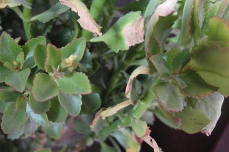 长寿花黄叶子边缘枯萎怎么办