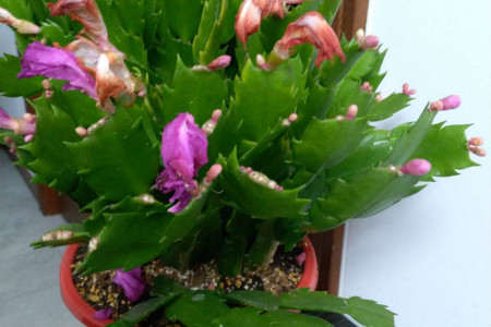 蟹爪兰夏季叶子蔫了如何救