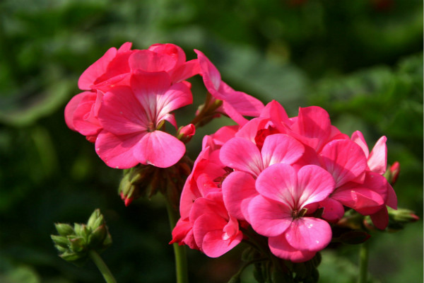 天竺葵为什么要强剪(天竺葵为什么不长)