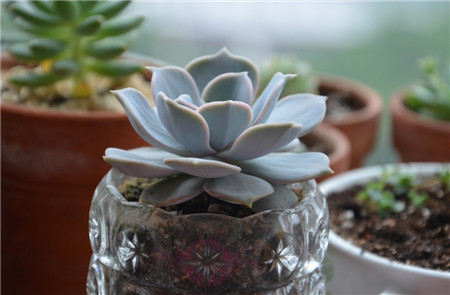 丽娜莲能不能变老桩