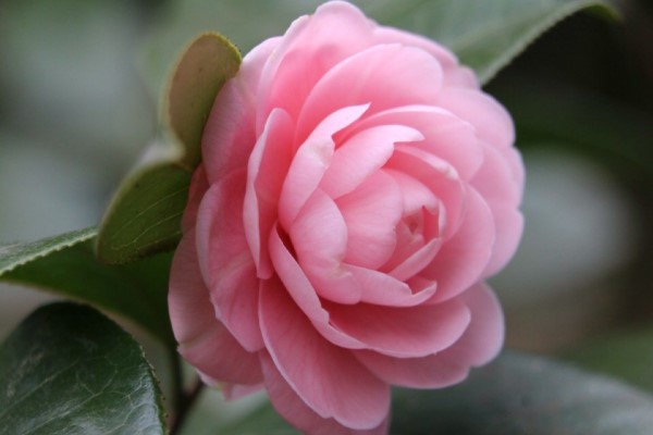 茶花一直不长怎么办(茶花一直不长是什么原因?)