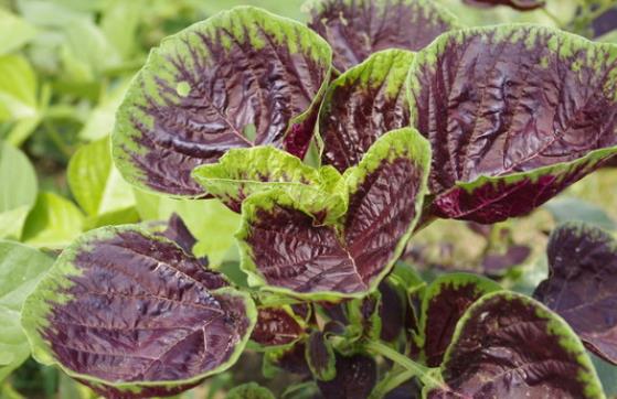 苋菜吃了尿会变红吗苋菜为什么炒出来是红的(苋菜吃了尿会变红色吗)