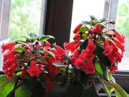 艳斑苣苔有毒吗