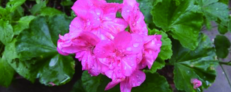 大花天竺葵怎么修剪时间和造型方法详解(大花天竺葵怎么扦插)