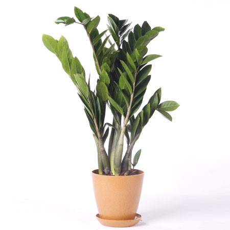 金钱树开花吗图片欣赏