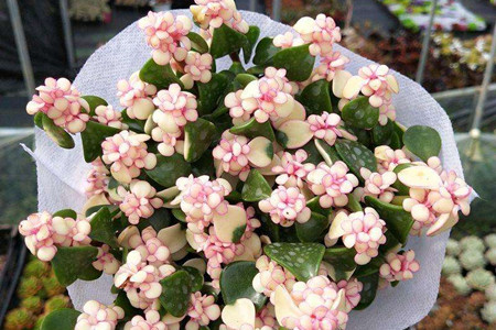 玉树和金枝玉叶能嫁接吗