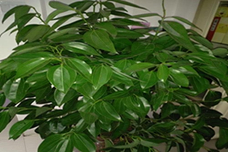 元宝树和招财树一样吗