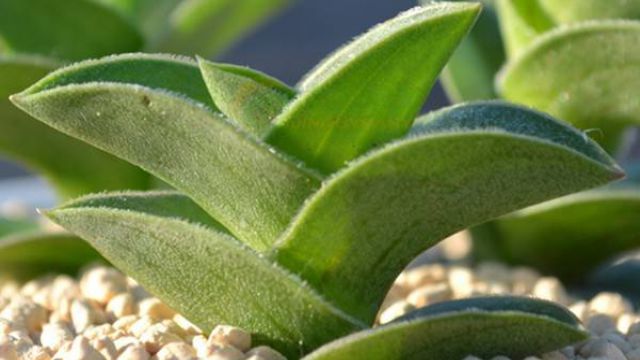 重扇的养殖方法(重扇的功效)