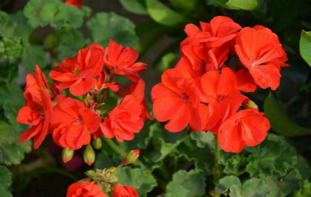 天竺葵为什么不长