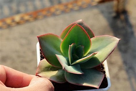 多肉移植后多久可以浇水