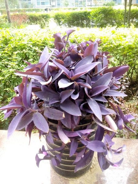 紫竹梅的花语寓意