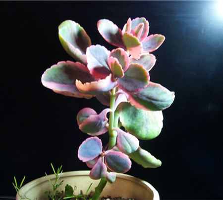 玉吊钟叶子枯萎什么情况