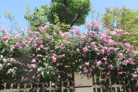 蔷薇的意思(猛虎细嗅蔷薇的意思)