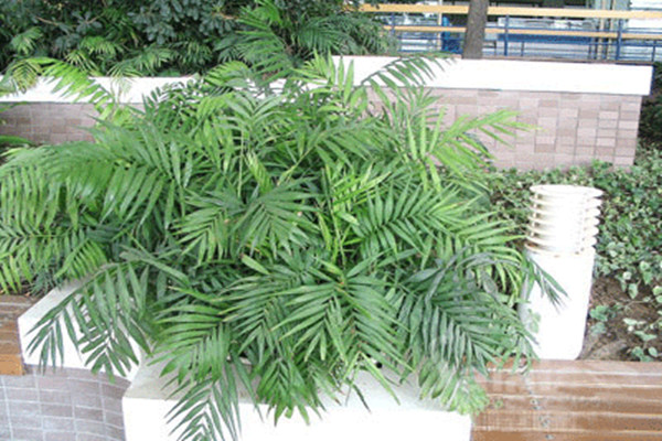 袖珍椰子长太高怎么办(袖珍椰子长不大吗)