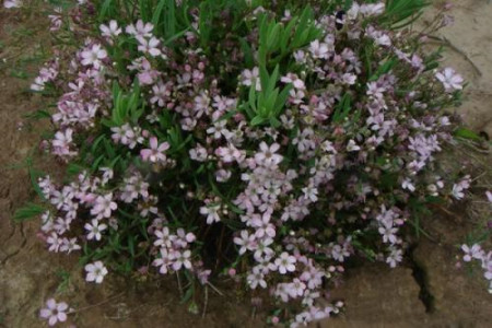 满天星怎么养 盆栽种子