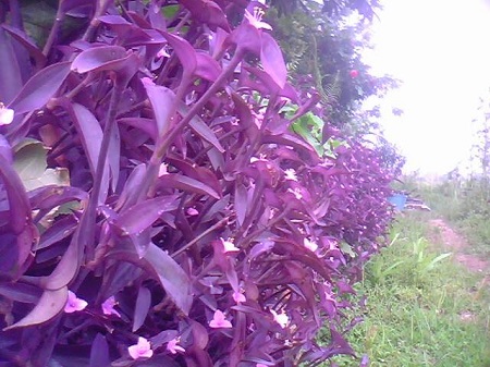 紫竹梅的花语寓意