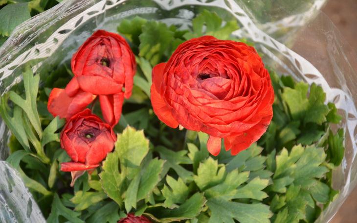 花毛茛怎么分盆