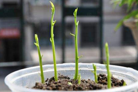 菠萝蜜种子盆栽的教程图解