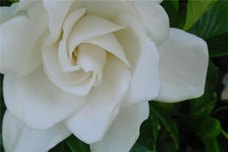 栀子花怎样养才能长的旺盛