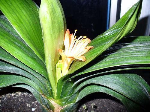 君子兰开花夹箭后花蔫了