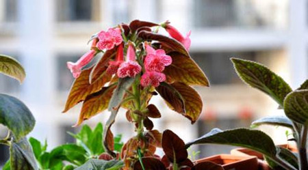 艳斑苣苔有毒吗