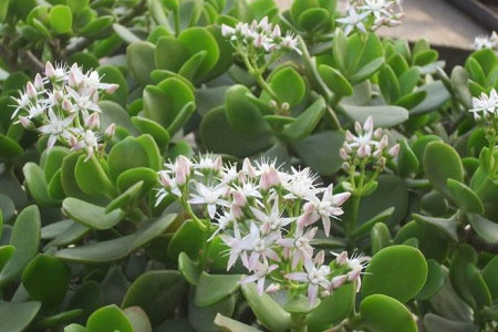 玉树和金枝玉叶能嫁接吗